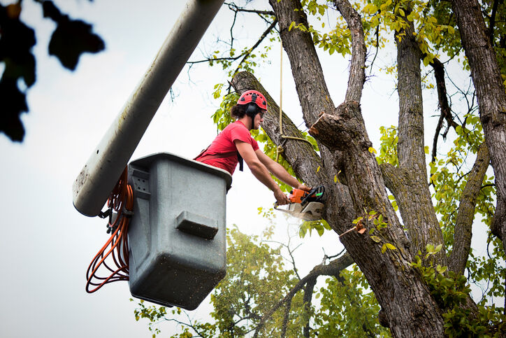 Tree services by GC Landscaping And Odd Jobs