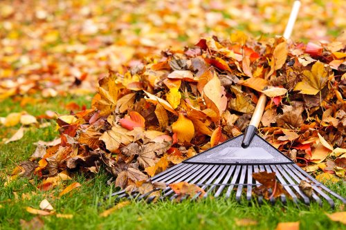 Fall Clean Up Services by GC Landscaping And Odd Jobs