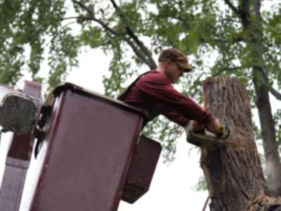 Tree services in Huger by GC Landscaping And Odd Jobs